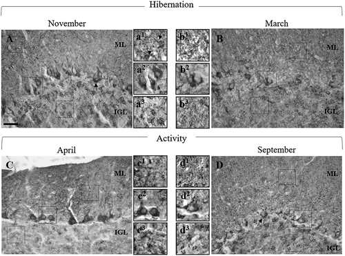 Figure 1. Micrographs showing representative cerebellar cortex sections after GAD67 immunostaining.(a) Several fine immunopositive puncta, together with immunolabelled interneurons (insert a1 arrows), are detected in the molecular layer (ML), where reactive dendrite branches of Purkinje cells are also observed. Purkinje cells, some of which display also weakly labelled cytoplasm, appeared encircled by immunopositive nerve puncta and axons (insert a2). Flattened, intensely stained pinceaux, formed by basket interneurons, at the axon hillock region are identifiable (thin arrow). In the internal granular layer (IGL), rosettes originating from immunopositive Golgi cell axon terminals are distinguished in the cerebellar glomeruli (insert a3). (b) In the ML, enlarged immunostained nerve puncta are observed (insert b1, arrows). A few labelled nerve terminals around a pale Purkinje neurons (light degeneration?) are shown (left, insert b2) or enlarged and strongly immunostained axons surround Purkinje cell soma (right, insert b2). In the IGL, a general disorganisation, mainly due to wholly unlabelled glomeruli, is apparent in some areas (insert b3). (c) In the ML, fine nerve puncta and immunopositive Purkinje cell dendrites are shown (insert c1). Purkinje cell soma is surrounded by strongly labelled puncta; an intense immunopositive annular band is observed around the Purkinje cell nuclei (insert c2). Typical glomeruli rosettes are identifiable in the IGL (insert c3). (d) In the ML, intensely stained punctate nerve terminals and immunopositive interneurons (arrow) are shown (insert d1). Weakly labelled Purkinje cell soma is bordered by numerous immunoreactive nerve puncta and axons (insert d2); pinceaux at the Purkinje cell axon hillock are identifiable in some areas (thin arrow). In the IGL, immunopositive fibre rosettes are visible in the glomeruli (insert d3).Scale bars: a–d = 50 µm; inserts a1–d3 = 25 µm.