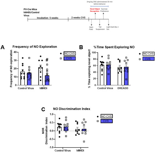 Figure 3. CVS and PV IN inhibition do not affect novel object recognition (NOR).