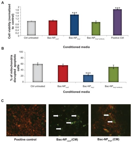 Figure 4 (A) Quantification of viable H9c2 cells when exposed to oxidative stress. H9c2 cells under different human adipose tissue-derived stem cell cardiomyocytes (control nontransduced, Bac-NPLacZ, Bac-NPAng1, and Bac-NPAng1 with antibody against angiopoietin-1) were exposed to 200 μmol/L hydrogen peroxide for 6 hours. This was followed by cell viability analysis. The viabilities of H9c2 cells in all groups were normalized to that of control untreated. (B) Under the same conditions, quantification of H9c2 cardiomyocyte apoptosis was performed by detecting the intact and disrupted mitochondrial membrane potential using MitoCapture probe. After oxidatives insult, MitoCapture staining was performed and the percentage of apoptotic cells was calculated for each group. (C) Cells with mitochondrial damage show diffuse green fluorescence, whereas cells with intact mitochondrial membrane potential exhibit red fluorescence (magnification 200×). Cells without oxidative stress were taken as positive control. Arrows indicate the apoptotic cells. Data confirm the human angiopoietin-1 released from human adipose tissue-derived stem cells transduced with Bac-NPAng1 are functionally active and can significantly inhibit cardiomyocyte cell death and apoptosis induced by hypoxic condition.Notes: The graphs represent the mean ± standard deviation from three independent experiments. Analysis of variance: statistically significant differences between groups compared to control untreated (cardiomyocytes) are indicated. ***P < 0.001.Abbreviations: Bac-NPAng1, angiopoietin-1-carrying baculovirus-nanoparticle complex; Bac-NPLacZ, LacZ-carrying baculovirus-nanoparticle complex; CM, cardiomyocytes; ctrl, control.