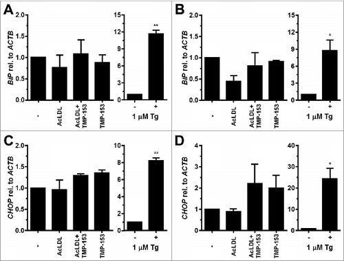 Figure 6. Cholesterol loading does not induce BiP or CHOP transcription in adipocytes. (A and B) BiP mRNA and (C and D) CHOP mRNA levels in in vitro differentiated (A and C) 3T3-F442A and (B and D) 3T3-L1 adipocytes incubated for 48 h with human acetylated LDL (AcLDL), AcLDL and 0.6 μM of the ACAT inhibitor TMP-153, 0.6 μM TMP-153, 1.0 μM Tg, or left untreated (‘-’). The average and standard error of three independent experiments are shown. Differences are not statistically significant (BiP mRNA: p = 0.34 for 3T3-F442A adipocytes and p = 0.11 for 3T3-L1 adipocytes; CHOP mRNA: p = 0.09 for 3T3-F442A adipocytes and p = 0.11 for 3T3-L1 adipocytes). p values were obtained from a repeated measures ANOVA test comparing the samples treated with AcLDL, AcLDL and 0.6 μM TMP-153, and 0.6 μM TMP-153 to the untreated samples and assuming equal variabilities of the differences. Dunnett's correction for multiple comparisonsCitation112,113 was applied. Thapsigargin-treated samples were compared to untreated samples using a two-tailed, unpaired t-test.