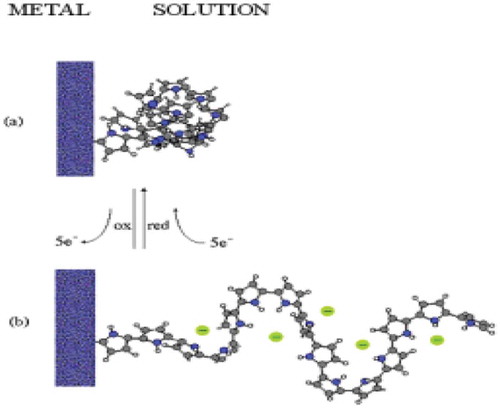 Figure 1. Ideal multielectronic electrochemical molecular machine. The neutral chain presents a coil like structure in an electrolyte. By extraction of consecutive electrons consecutive planar polaronic (conjugated radical cations) structures are generated promoting conformational movements of the chain and a stick like structure. Anions are attracted from the solution for charge balance forming a linear electrical double layer along the chain. Reproduced with permission from ref [Citation13]., 1999, Kluwer.