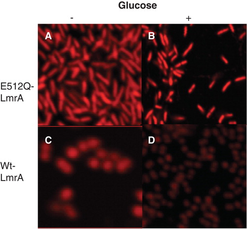 Figure 4. Confocal LSM images of ATPase-deficient LmrA E512Q expressing L. lactis cells in the absence (A) or presence (B) of glucose and of LmrA expressing L. lactis cells in the absence (C) or presence (D) of glucose. Cells were loaded with 40 μM ethidium and pictures were acquired as outlined in Materials and methods. This Figure is reproduced in colour in Molecular Membrane Biology online.