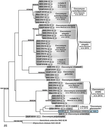 Fig. 5. Phylogenetic reconstruction of the genus Coccomyxa based on ITS2 numeric barcode analyses. The NJ topology is depicted and the numbers associated with nodes indicate support values for NJ, MP and ML analyses, respectively. Only bootstrap supports ≥50% are reported. Values for nodes that obtained support in only one of the performed phylogenetic analyses were omitted. Horizontal bar represents number of changes. Grey boxes represent species according to the most recent classification or OTUs found/described in previous papers. Coccomyxa cimbrica sp. nov. is highlighted with a black outline. Brackets plus white boxes show the classification by Darienko et al. (Citation2015). For each Coccomyxa strain, the corresponding ITS2 numeric barcode is reported.