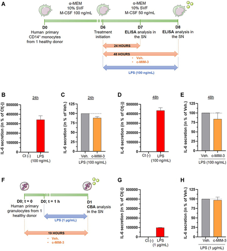 Figure 7 C-MIM-3 modulated the secretion of pro-inflammatory cytokines in immune cells. (A) Experimental scheme for the cytokine secretion assessment in presence of c-MIM-3. Human primary monocytes were differentiated into macrophages during 6 days and were then treated during 24 hours or during 48 hours with either Veh. or c-MIM-3. LPS (100 ng/mL) was added to the medium at the same time, as an inducer or the inflammatory conditions. The secreted levels of IL-6 were measured by ELISA assay after (B and C) 24 hours or (D and E) 48 hours. The results are presented as the mean percentage ± SD of the values obtained for each triplicate per condition (n = 6 for the LPS conditions). The untreated negative control (Ct (-)) or the Veh. conditions are set at 100%. (F) Experimental scheme for the IL-6 secretion assessment in presence of c-MIM-3. Human primary granulocytes freshly isolated from one healthy donor were seeded in 48-wells plates and pre-incubated during one hour in presence of either the Veh. or c-MIM-3. LPS (1 µg/mL) was then added to the medium, as an inducer of the inflammatory conditions. The secreted levels of IL-6 were measured by CBA 18 hours later. The secreted levels of IL-6 were evaluated after stimulation with LPS alone (G), and in presence of either the Veh. or c-MIM-3 (H). The results are presented as the mean percentage ± SD of the values obtained for each triplicate. For each panel, the black dotted lines highlight the effect of c-MIM-2 and c-MIM-3 compared with Veh.