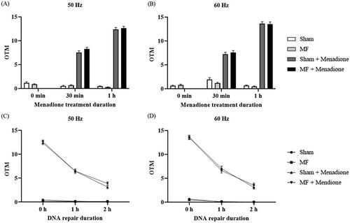 Figure 5. Effects of 50 and 60 Hz MFs on DNA damage (A,B, respectively) and DNA damage repair rate (C,D, respectively). (A,B) DNA damage levels were assayed immediately after sham/MF exposure (‘0 min’), or 30 min or 1 h after the exposure with or without menadione treatment. (C,D) DNA damage repair rate assayed 1 h after the exposure, with or without menadione treatment (i.e. 0 h of DNA repair duration), and then again 1 and 2 h later. OTMs are the mean of 300 nuclei, and error bars represent the standard errors of the means from three independent experiments, n = 3. Sham/MF exposures were for 24 h, and the flux density was 100 μTRMS.