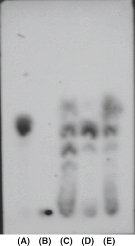 Figure 4 Thin-layer chromatogram of the enzymatic degradated products of corn starch by pure α-amylase, β-amylase, and purified amylase from persimmon honey. See sample nomenclature in Figure 3 except for (B) corn starch.