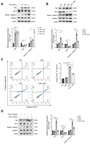 Figure 9 GPs inhibited the apoptosis of endothelial and epithelial cells induced by LPS challenge. (A) HPMEC cells were treated with LPS (0.1, 0.5 and 1 μg/mL) for 8 h, LPS increased the expression of Bax and cleaved caspase-3, while decreasing the expression of Bcl-2 in HPMEC. (B) LPS (1 μg/mL, 8 h) co-treated with GPs (10 μg/mL, 8 h) decreased expression of Bax and cleaved caspase-3 induced by LPS challenge in HPMEC cells. (C) GPs (10 μg/mL, 8 h) inhibited the apoptosis of HPMEC induced by LPS (1 μg/mL, 8 h) challenge. (D) GPs (10 μg/mL, 8 h) inhibited the expression of Bax and cleaved caspase-3 in the MLE-12 induced (1 μg/mL, 8 h). Data were represented as mean ± SD (n = 3). **P < 0.01, *P < 0.05.