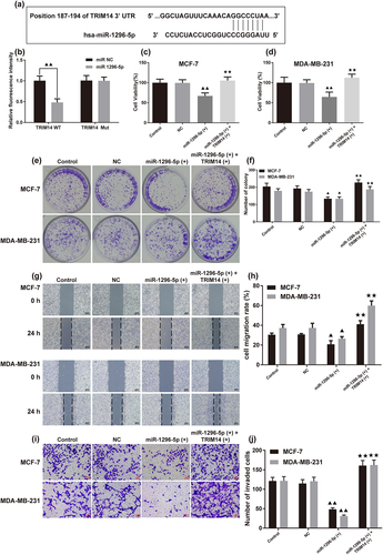 Figure 5. MiR-1296-5p overexpression inhibited BC cell malignant phenotype via TRIM14. (a) The predicted results of the binding situation of miR-1296-5p and TRIM14. (b) The luciferase activities in BC cells co-transferred with WT or Mut TRIM14 plasmid together with miR-1296-5p mimic or mic-NC (n = 3). (c-d) the overexpressing miR-1296-5p [miR-1296-5 (+)] in MCF-7 and MDA-MB-231 cells inhibited cell viability while the overexpressing TRIM14 [TRIM14 (+)] reversed it (n = 6). (e, f) Results of cell cloning formation assay; (g, h) Results of wound healing assay; (i, j) Results of Transwell assay; they were respectively revealed the inhibitory effects of miR-1296-5 (+) on the proliferation, migration, and invasion of MCF-7 and MDA-MB-231 cells, as well as and TRIM14 (+) reversed it (n = 3, scale bar = 200 μm or 50 μm). Data were presented as the mean ± SD. ▲p < .05, ▲▲p < .01 vs. the Control group; ★★p < .01 vs. the miR-1296-5p (+) group.