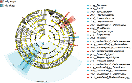 Figure 3. Lefse multilevel species difference discriminant analysis diagrams (from phylum to species) for T2DM duration. The color indicates a greater relative abundance of the microbial community in the group.