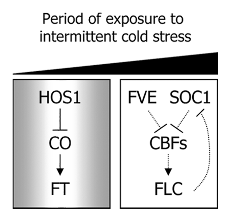 Figure 1. . Schematic model illustrating the cold stress regulation of floral transition. Two distinct signaling pathways are involved in mediating the temperature regulation of flowering induction in Arabidopsis. The HOS1-CO-FT circuit is relevant in short-term cold stress response, whereas FLC-dependent pathways are critical for long-term cold response (vernalization). In response to cold stress, CO degradation is triggered by the HOS1 E3 ligase, and thereby flowering is delayed due to the suppression of FT expression. CO integrates cold stress signals into photoperiodic flowering and fine-tunes floral transition under fluctuating temperature conditions.