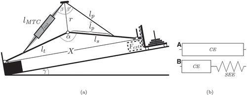 Figure 1. Illustration of models A and B within the inclined leg press. (a) Shows the modelled leg and muscle–tendon complex within the leg press. (b) Points out the structural differences between model A and model B. Model A has no length dependencies and thus requires no CE length. Model B uses lCEopt=0.09 m [Citation5,Citation8] (reached at αopt=120∘ [Citation4]), and lSEE,slack=lp (reached at the fully extended knee). (a) Geometrical relations (proportions are not in scale) of the leg within the leg press. The angles in the sketch are: γ the inclination of the leg press, α the knee-extension angle, β the angle between the force vector of the modelled muscle–tendon complex and the knee moment arm r, β′ the angle between r and the patellar tendon. The forces are: fint the force of the muscle–tendon complex and Fext the external force at the force plate. The lengths are: X the distance from the greater trochanter to the lateral malleolus, lt the length of the thigh, ls the length of the shank, lMTC the length of the muscle–tendon complex, lp the distance from the centre of the patella to the tibial tuberosity, l˜p the distance from the centre of the knee to the tibial tuberosity. (b) Schematic representation of the muscle–tendon complex fint of models A and B. fint of model A consists of a contractile element CE. Model B is an extension to model A adding a serial elastic element SEE and a force–length relation.