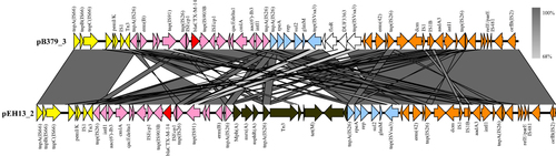 Figure 3 Linear comparison of MDR region of plasmid pB379_3 with pEH13_2. Genes are denoted by arrows. The same color denotes the same gene cluster of them. White and black represent different regions between the two plasmids. Shading indicates regions of homology (>95% nucleotide identity).