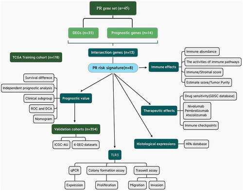 Figure 1. Flow chart of the present study. PR, pyroptosis-related; DEGs, differentially expressed genes; ROC, receiver operating characteristic curve; DCA, decision curve analysis.