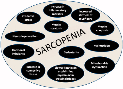 Figure 1. Possible causes of sarcopenia.