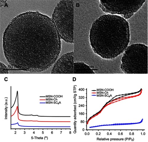 Figure 2 The characterization of the as-synthesized nanomaterials. (A) TEM image of MSN-COOH. (B) TEM image of MSN-SC6A. Scale bars: 50 nm. (C) X-ray diffraction pattern of MSN-COOH, MSN-Ch and Flu-loaded MSN-SC6A. Both MSN-COOH and MSN-Ch exhibited the typical diffraction patterns of MCM-41 type mesoporous silica with hexagonal symmetry. The changes in the Flu-loaded MSN-SC6A diffraction pattern might be caused by pore filling and SC6A coating effects. (D) N2 adsorption-desorption isotherms for MSN-COOH, MSN-Ch and MSN-SC6A. The MSN-SC6A exhibited relatively flat curves compared (at the same scale) to original MSN-COOH, indicating that the pores were significantly blocked by SC6A.Abbreviations: TEM, transmission electron microscopy; MSN, mesoporous silica nanoparticles; SC6A, p-sulfonatocalix[6]arene; MSN-COOH, MSN modified by carboxyl; MSN-SC6A, MSN conjugated with p-sulfonatocalix[6]arene; MSN-Ch, MSN conjugated with choline; Flu, fluorescein; MCM-41, Mobil composition of matter No.41.