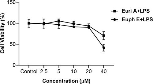 Figure 3 Effects of compounds on cell viability in RAW264.7 macrophages. Cells were treated with Euph E or Euri A (2.5-40 μM) and LPS (1 µg/mL) for 24 h; Cell viability was measured by MTT assay. Values are expressed as means ± SD of three independent experiments.