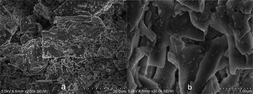 Figure 4. Gypsum SEM generated under low ORP and normal ORP conditions.