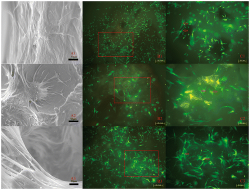 Figure 3. BMSC responses to three scaffolds. (A) SEM images of the attachment of BMSCs on (1) PLA/HA, (2) β-TCP and (3) DBM scaffolds after culturing for seven days. (B, C) The fluorescence images of proliferation of BMSCs on (1) PLA/HA, (2) β-TCP and (3) DBM scaffolds after culturing for seven days. (← The state of proliferation of BMSCs; ▄ the selected areas in B corresponding to C. Length scales: (A) 50 μm, (B) 10 μm and (C) 8 μm).