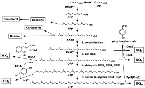 Figure 4. Biosynthetic pathway of the isoprenoid tail of prenylquinones. Polyprenyl diphosphate synthase synthesizes trans-polyprenyl diphosphate of a certain length. S. cerevisiae Coq1 (hexaprenyl diphosphate synthase) forms products from six isoprene units, E. coli IspB (octaprenyl diphosphate synthase) synthesizes products with eight isoprene units, Arabidopsis SPS1, SPS2, and SPS3 (solanesyl diphosphate synthase) generate products with nine isoprene units, and human and Schizosaccharomyces pombe decaprenyl diphosphate synthase (DPS; a heteromer of PDSS1 and PDSS2 or Dps1 and Dlp1, respectively) catalyzes the formation of products with ten isoprene units. S. cerevisiae Coq2 (PHB-hexaprenyl diphosphate transferase), E. coli UbiA (PHB-octaprenyl diphosphate transferase), and human COQ2 (PHB-decaprenyl diphosphate transferase) or S. pombe Ppt1 (Coq2; PHB-decaprenyl diphosphate transferase) condense p-hydroxybenzoate (PHB) with trans-polyprenyl diphosphate to form UQ6, UQ8, and UQ10, respectively. MenA prenylates DHNA, and homogentisate solanesyl transferase (HST) prenylates homogentisate (HGA). DPP, decaprenyl diphosphate; HexPP, hexaprenyl diphosphate; NPP, nonaprenyl diphosphate; OPP, octaprenyl diphosphate.