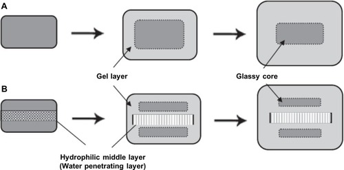 Figure 1 Difference of swelling and gelation behaviors between (A) MM tablets and (B) TL tablets containing a water-penetrating layer.