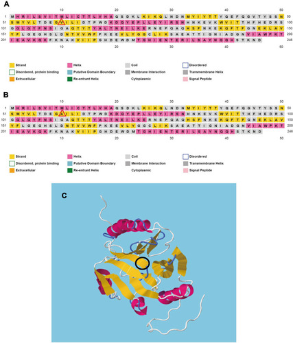 Figure 4 The secondary and tertiary structure prediction of MUS-1 wild-type and V60A-mutant proteins using bioinformatics tools. (A) Secondary structure prediction of the MUS wild-type protein by PSIPRED. (B) Secondary structure prediction of the MUS-3 (V60A) mutant protein by PSIPRED. A beta-strand is predicted to form at the mutation position (red triangle). (C) Tertiary structure prediction of the MUS protein by RaptorX, with the mutation marked inside (black oval).