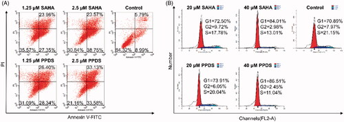 Figure 4. The mechanism of tumor cells death induced by PPDS. The apoptosis of HepG2 cells (A) and cell cycle arrest of B16-F10 cells (B) detected by flow cytometry after treated with PPDS and free SAHA.