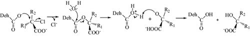 Figure 1. Reaction mechanism of dehalogenation catalysed by hydrolytic SN2-substitution reaction.