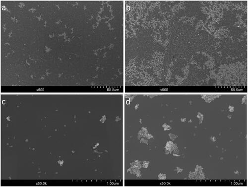 Figure 2. SEM-images of aerosolized ZnO NP deposited on Si wafers in the NACIVT system. (a) Medium dose (x600 magnification), (b) high dose (x600 magnification), (c) medium dose (x50,000 magnification), and (d) high dose (x50,000 magnification).