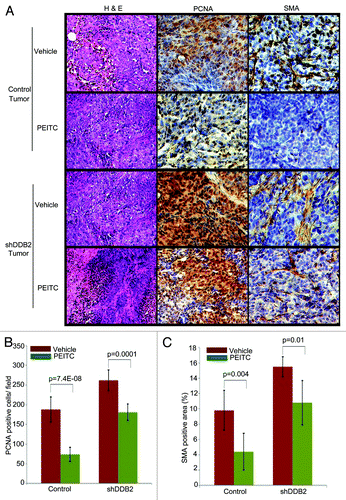 Figure 5. DDB2 deficiency abrogates PEITC-mediated regression in tumor aggressiveness. HCT116 cells expressing control shRNA or DDB2 shRNA were injected subcutaneously into nude mice. Mice were divided randomly in two groups for each cell line for treatment with PEITC or vehicle control. Four weeks post treatment mice were sacrificed and tumor sections were fixed in 10% Formalin, processed and embedded with paraffin for sectioning. Prepared tumor section slides were then subjected to immunohistochemical analysis using H&E, PCNA or SMA antibody. Representative images (20X magnification) are shown. (B) PCNA positive cells per 40x magnification field were counted. Six random fields were chosen for quantification. (C) SMA positive area was quantified by ImageJ. Six random fields were chosen.