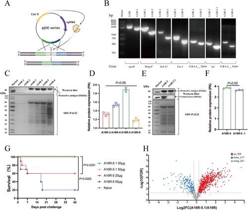 Figure 1. Characterization of B. anthracis mutants deficient in extracellular protease activity. (A) Schematic diagram of CRISPR-Cas9 genome editing in B. anthracis. (B) PCR identification of B. anthracis mutant with reduced proteolytic activity. (C) Mutant strains identified by SDS-PAGE and western blot analysis with mouse anti-PA polyclonal antibodies. (D) The relative expression levels of PA in the mutant strains analyzed by ImageJ. (E) A16R-5 and A16R-5.1 strains identified by SDS-PAGE and western blot analysis with mouse anti-PA and anti-LF polyclonal antibodies. (F) The relative expression levels of PA in A16R-5 and A16R-5.1 strains analyzed by ImageJ. (G) Survival in mice (n = 10) immunized with A16R-5 and A16R-5.1 via i.t. inoculation. (H) Volcano plots of differentially expressed proteins (DEPs) in A16R culture supernatant and CSE vaccine.