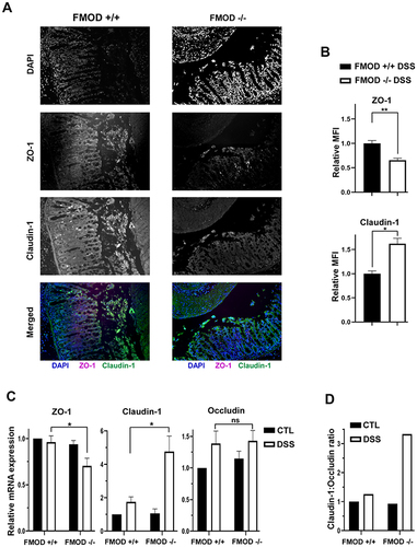 Figure 4 Knockout of FMOD amplifies the changes in expression of TJ proteins following DSS treatment. (A) Paraffin-embedded sections of DSS-treated colon Swiss rolls were stained with anti-mouse ZO-1 or claudin-1. Images were captured at x20 magnifications. (B) The graph shows the quantification of mean fluorescence intensity (MFI). (C) The transcriptional expression of TJ proteins ZO-1, claudin-1, and occludin was measured by qRT-PCR in the colon of untreated and DSS-treated FMOD+/+ and FMOD-/- mice. The graphs show quantification as fold of mRNA expression levels compared to untreated FMOD+/+ mice (n=3), mean ± SEM 3 (FMOD+/+) or 4 (FMOD-/-) control and 8 (FMOD+/+) or 10 (FMOD-/-) treated mice. (D) The claudin-1: occludin ratio was calculated using the respective mRNA expression levels. Statistical analysis was performed by unpaired, two-tailed t test with Welch’s correction: *P < 0.05, **P < 0.01.