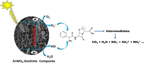 Scheme 2. Photodegradation scheme for the degradation of ampicillin in water by Zn(CH3CO2)2/Na2WO4/Kaolinite photocatalytic composite (ZnWK-5) calcined at 500°C.