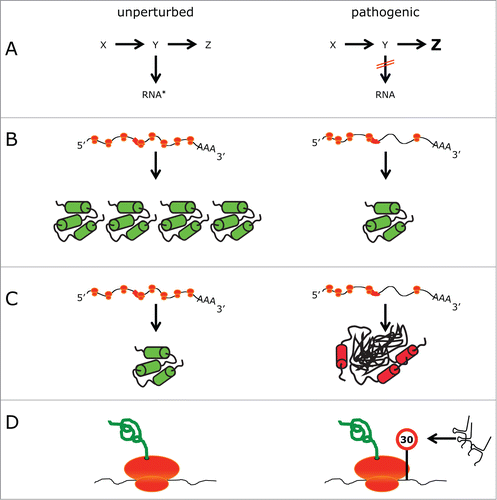 Figure 3. Models of how RNA modification defects cause phenotypes. Comparison of different scenarios in an unperturbed (left) and pathogenic (right) situation. (A) A metabolic pathway is blocked, leading to the absence of modified RNA (indicated by an asterisk) and the build up of a different metabolite (in this case Z). (B) Ribosomes (orange) translating an mRNA, which contains a region that is difficult to translate (red box). In the pathogenic situation translation is perturbed, leading to a lower amount of protein. (C) As in (B). Perturbed translation prevents the folding of some proteins into their native state resulting in perturbed protein homeostasis. (D) tRNA fragments cause a slowdown of translation.