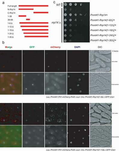 Figure 4. a. Schematic illustration of the different truncated forms of Rrp14. b. Pil1 co-tethering assay indicates that rrp14(1–6Δ) expression can still facilitate the translocation of Pol5 into the nucleolus from eisosomes. In contrast, Pil1-mCherry-Pol5 can still form linear filaments at the plasma membrane when co-expressed with rrp14(1–12Δ). c. Complementation assay with rrp14Δstrains. Introduction of the full-length Rrp14 and the truncated Rrp14 lacking the N-terminal 1–6 amino acids (rrp14 (1–6Δ)) can rescue the growth defect in the rrp14Δ strains, but rrp14 (1–12Δ), rrp14 (1–18Δ), rrp14 (1–24Δ), and rrp14 (1–30Δ) cannot.