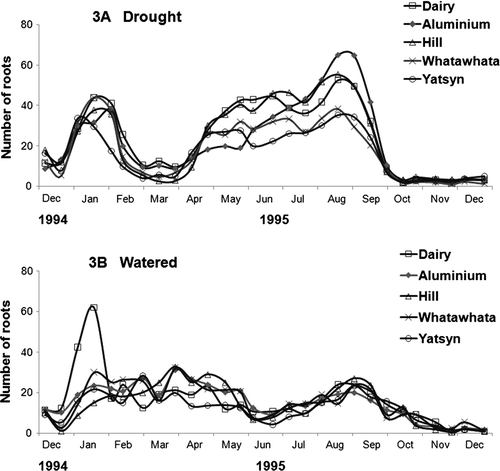 Fig. 3  Average fortnightly total root counts between December 1994 and December 1995 for five ryegrasses with no water applied for the first three months (A) and well-watered (B).