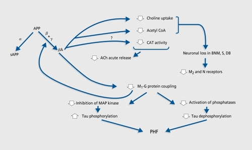 Figure 2. Amyloid precursor protein (APP) is processed either by β-secretase into a nonamyloidogenic pathway or by β- and γ-secretases to produce β-amyloid peptide (βA). βA could decrease choline acetyltransferase (CAT, the acetylcholine synthesis enzyme) activity. It lowers the availability of the substrates for acetylcholine (ACh) synthesis by impairing high-affinity choline uptake and acetyl coenzyme A (acetyl CoA) production; therefore ACh release is also diminished. Choline deprivation could initiate the so-called “autocannibalism” process through which ACh neurons break down membrane phosphatidylcholine to increase choline availability. Autocannibalism could be partly responsible for neuronal loss in the basal nucleus of Meynert (BNM), medial septal nucleus (S), and nucleus of the diagonal band of Broca (DB), and for the observed decrease in muscarinic M2 and nicotinic (N) receptor densities, which are mainly presynaptic. Muscarinic M, receptors are mainly postsynaptic and their density is not affected in Alzheimer's disease. However, they are probably dysfunctional because of receptor-G protein uncoupling, with two consequences: (i) lowered M, signal transduction favors the amyloidogenic APP processing pathway, which further aggravates uncoupling; and (ii) through loss of inhibition of mitogen-activated protein (MAP) kinase, which results in increased tau protein phosphorylation, and inhibition of phosphatase, which results in a lesser dephosporylation of tau, it favors the formation of paired helical filaments (PHF).