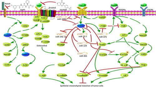 Figure 1 Regulatory roles of PRRX1 in EMT of tumor cells.