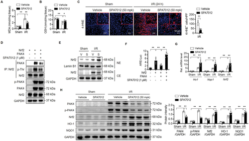 Figure 3. Attenuation of I/R-induced oxidative stress by SPA7012. (A and B) Hepatic levels of malondialdehyde (MDA) and glutathione (GSH) (n = 5). (C) Immunohistochemical staining for 4-hydroxynonenal (4-HNE) of liver tissues (n = 5). (D) A co-IP analysis in HEK293T cells after 24 h transfection. (E) Nrf2 protein levels in nuclear-(NE) and cytosolic extracts (CE) of I/R injured liver tissues. (F) ARE luciferase activity in HEK293T cells after 24 h transfection (n = 5). (G and H) Nrf2 and its target gene levels in liver tissues (n = 5). Values are the mean ± SD. **p < 0.01. I/R: ischaemia–reperfusion; HPF: high-power field; V: vehicle; S: SPA7012 50 mg/kg.