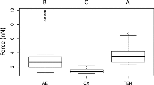 Figure 9. Adhesion forces measured by AFM. The average measured value of adhesion forces between Metarhizium brunneum ARSEF 4556 blastospores and Aedes (AE), Culex (CX) and Tenebrio (TEN) cuticles (n = 100). Significant differences were denoted by different letters, Tukey whisker (25–75 percent quartiles). Boxes denote interquartile range, bisected horizontally by median values; whiskers extend to 1.5× interquartile range beyond boxes; outliers are marked as dots beyond whiskers. Different letters (A, B and C) indicate significant differences between species.
