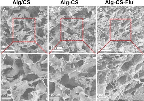 Figure 3 Cross-sectional SEM images of scaffolds: (A and A′) Alg/CS scaffold; (B and B′) Alg-CS scaffold; (C and C′) Alg-CS-Flu scaffold.