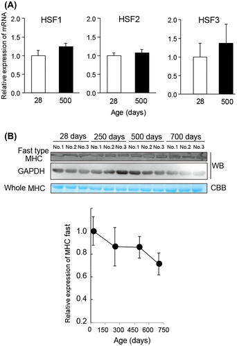 Fig. 4. Effect of the HSF and fast-to-slow fiber transition.Notes: (A) Semiquantitative RT-PCR analysis of HSF in young and aged chicken muscle. The amount of RNA was normalized by the expression level of GAPDH. All values are mean ± S.E. from three samples. (B) Relative amount of myosin heavy chain (MHC) fast type in aged chicken muscle. The lysates from pectoral muscles were separated by SDS-PAGE and stained with CBB staining or analyzed by Western blot with specific antibody. The amounts of lysate applied (3 μg/lane) were verified by Western blotting with GAPDH antibody. CBB staining and Western blot revealed the amount of whole MHC and fast type MHC in aged chicken muscle, respectively.