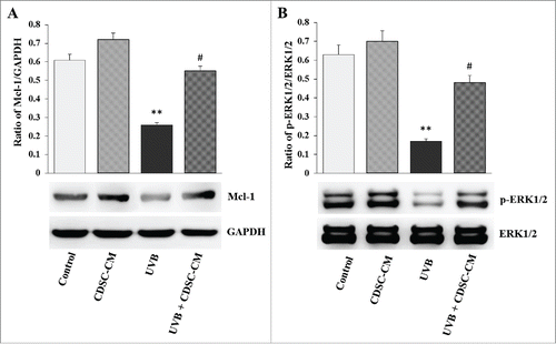 Figure 9. CDSC-CNM regulates the related signaling pathway protein levels and prevents UVB-induced apoptosis. Non-irradiated HaCaT cells were cultured in the control medium (CM) and CDSC-CNM. UVB-irradiated HaCaT cells were also treated with CM and CDSC-CNM. (A) HaCaT cell lysates were electrophoresed in SDS-polyacrylamide gels, transferred to nitrocellulose membranes, and immunoblotted with antibodies specific for Mcl-1 and GADPH. (B) HaCaT cell lysates were electrophoresed in SDS-polyacrylamide gels, transferred to nitrocellulose membranes, and immunoblotted with antibodies specific for Erk1/2 and p-Erk1/2. The data are expressed as the mean ± SD. ** (P < 0.01) indicates significant differences compared with control cells. # (P < 0.05) indicates significant differences compared with UVB-irradiated cells treated with CM.