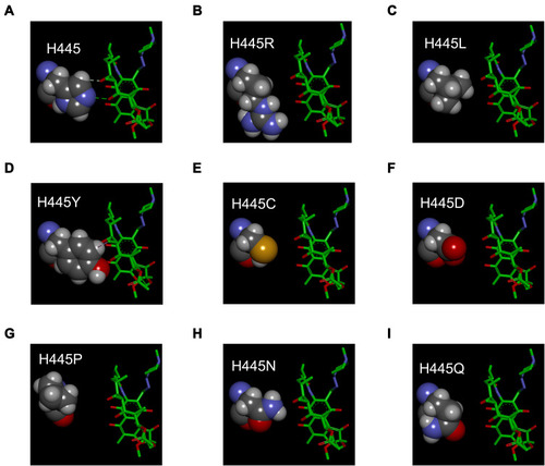 Figure 2 Interactions between rifampin and Residue 445 of wild-type/mutant RpoB. The detailed structure for rifampin (RIF) and Residue 445 of wild-type RpoB H445 (A), mutant H445R (B), mutant H445L (C), mutant H445Y (D), mutant H445C (E), mutant H445D (F), mutant H445P (G), mutant H445N (H) or mutant H445Q (I). Residue 445 of RpoB is shown in the left with a display style of Corey-Pauling-Koltun (CPK). The RIF molecule is shown in the right with a display style of stick. The intermolecular hydrogen bonds are indicated by green dashed lines.