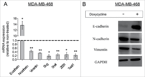 Figure 4. Doxycycline decreased the EMT phenotype in MDA-MB-468 breast cancer cells. (A) Relative mRNA expression levels of EMT-related genes in doxycycline treated breast cancer cells. The dotted line represents mRNA expression of non-treated breast cancer cells. (Data are reported as means ± standard deviation, #p < 0.05, ##p < 0.01) (B) Western-blot analysis for EMT-related proteins. MDA-MB-468 cells were treated with doxycycline for 72 h with a single dose of IC50.