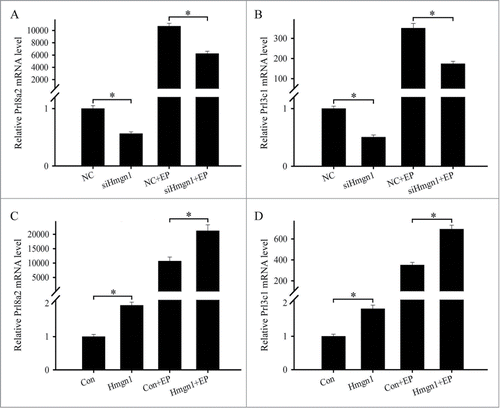 Figure 6. Effects of Hmgn1 on the differentiation of uterine stromal cells. (A and B) Effects of Hmgn1 siRNA on the expression of Prl8a2 and Prl3c1. After transfection with Hmgn1 siRNA, the expression of Prl8a2 and Prl3c1 was determined by real-time PCR in the absence or presence of estrogen and progesterone. (C and D) Effects of Hmgn1 overexpression on the expression of Prl8a2 and Prl3c1. After transfection with Hmgn1 overexpression plasmid, the expression of Prl8a2 and Prl3c1 was determined by real-time PCR in the absence or presence of estrogen and progesterone.
