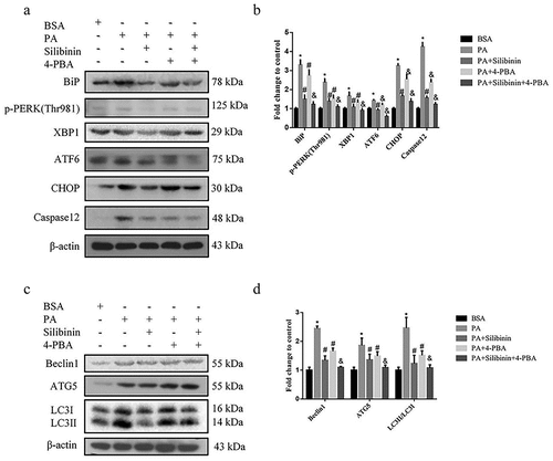 Figure 3. Silibinin downregulates PA-induced autophagy of GLUTag cells by inhibiting ER stress. (a, b) Expression levels of BiP, p-PERK (Thr981), XBP1, ATF6, CHOP and Caspase12 were evaluated by western blotting. (c, d) Expression levels of Beclin1, ATG5 and LC3 were evaluated by western blotting. Data are expressed as mean ± S.E.M. *P < .05 versus BSA group; #P < .05 versus PA group; &P < .05 versus PA + Silibinin group.