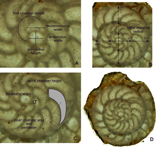 Figure 2. Measurements of characters in equatorial section. A, embryonic apparatus; B, marginal test spiral; C, chamber measurements; D, example individual, Operculinoides floridensis, specimen 98LC-1H-648.