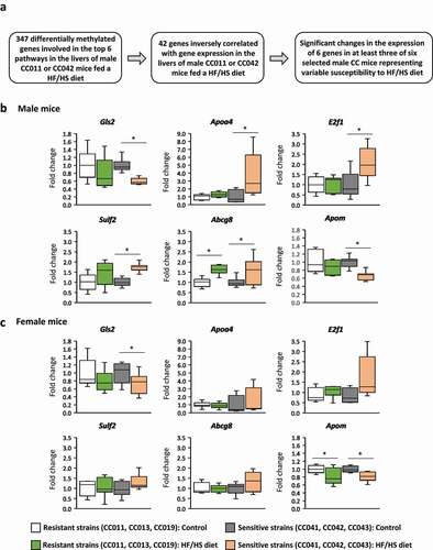 Figure 3. Identification of critical NAFLD-related and DMR-containing genes in the livers of male and female CC011, CC013, CC019, CC041, CC042, and CC043 mouse strains. (a) Algorithm of identification of NAFLD-related differentially expressed and DMR-containing genes in the livers of male and female mice. The relative expression of Gls2, Apoa4, E2f1, Sulf2, Abcg8, and Apom in the livers of resistant (CC011, CC013, CC019) and sensitive (CC041, CC042, CC043) mice fed a HF/HS diet compared to control diet. (b) male mice, (c) female mice. * Significant (p < 0.05; Mann-Whitney Rank Sum test) difference in gene expression in the livers of mice fed a HF/HS diet compared to control diet.