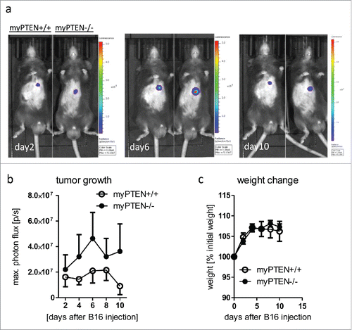 Figure 2. Myeloid PTEN-deficiency increases tumor growth of B16-F10 melanoma. (A) Representative bioluminescence images of myPTEN+/+ and myPTEN−/− mice on day 2, day 6 and day10 after s.c. B16-F10-Ova-Luc injection, (B) Quantification of tumor growth by bioluminescence imaging of luciferase activity, n = 10–14. (C) Weight change of B16-injected mice, values are expressed as percent initial weight before tumor inoculation, n = 4 – 7.