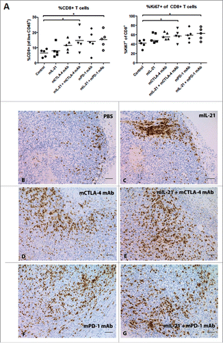 Figure 4. Combination treatment enhances CD8+ T cell infiltration into tumors in the MC38 colon carcinoma model. (A) TILs were isolated from MC38 tumors on day 13 after implantation and analyzed by flow cytometry. The percentage of CD8+ cells in the total CD45+ population and the percentage of Ki67+CD8+ T cells for each treatment group are plotted. Each symbol represents data from one mouse in the group and mean values are indicated with horizontal lines. Asterisks (*) indicate p < 0.05 for differences between the groups indicated by 1-way ANOVA. (B-G) Tumors isolated in A were frozen in OCT, sectioned, and stained for CD8-expressing cells. Treatment groups were as follows: (B) PBS-treated control, (C) 50 µg mIL-21, 3 times per week, 6 total doses, (D) 200 µg mCTLA-4 mAb (9D9-mIgG2b), every 4 days, 2 total doses, (E) 50 µg mIL-21 plus 200 µg mCTLA-4 mAb, every 4 days, 2 total doses. (F) 200 µg mPD-1 mAb (4H2-mIgG1; 3 doses). (G) 50 µg mIL-21 (6 doses) plus 3 doses of 200 µg mPD-1 mAb. Bar = 100 µm. Study was conducted once.